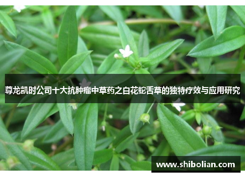 尊龙凯时公司十大抗肿瘤中草药之白花蛇舌草的独特疗效与应用研究