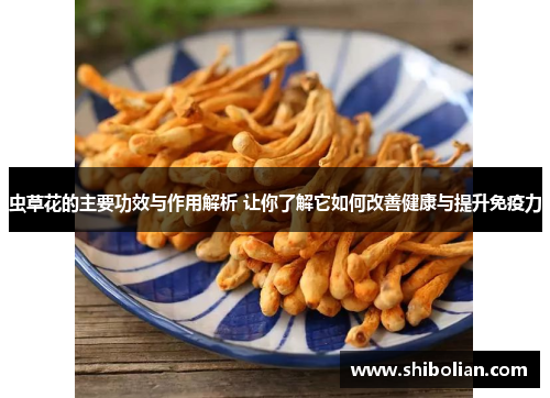 虫草花的主要功效与作用解析 让你了解它如何改善健康与提升免疫力